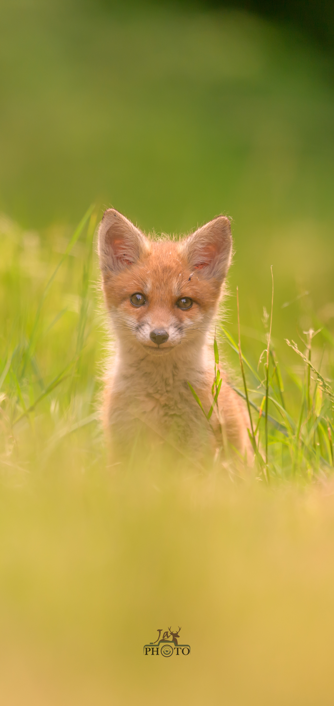 Le regard du renard, à la lisère du monde des hommes et des songes...