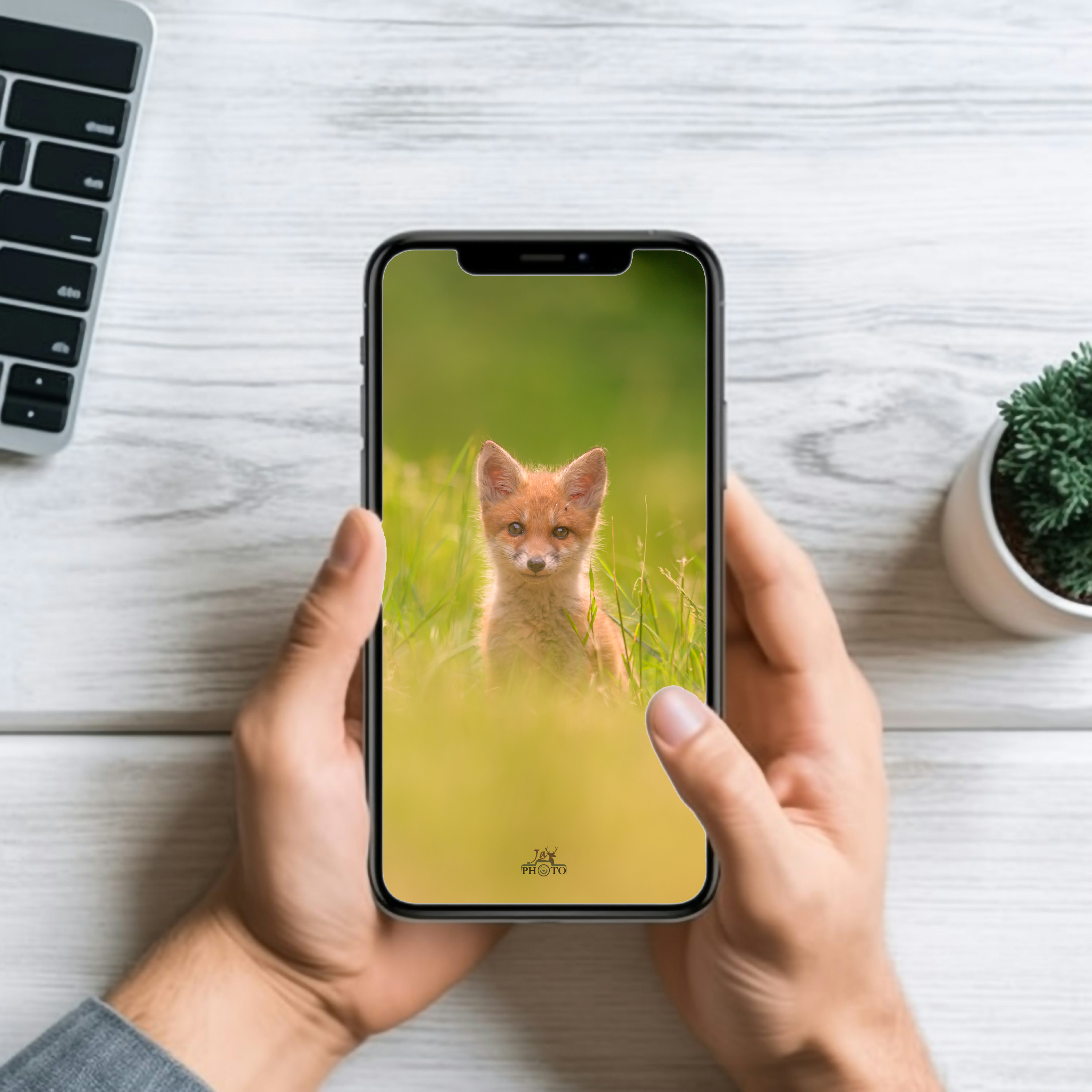 Le regard du renard, à la lisère du monde des hommes et des songes...