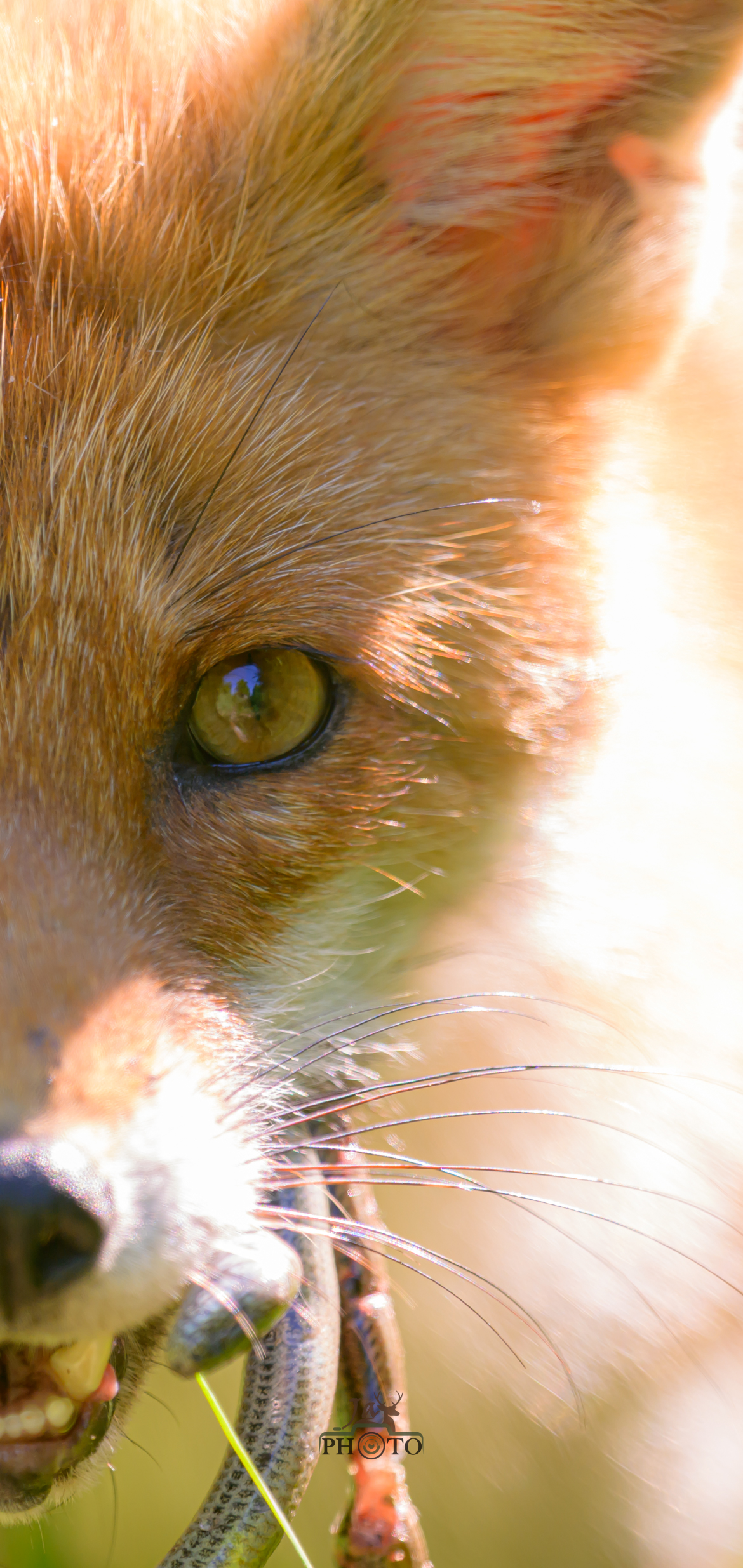 Regard du prédateur, ou d'une mère simplement