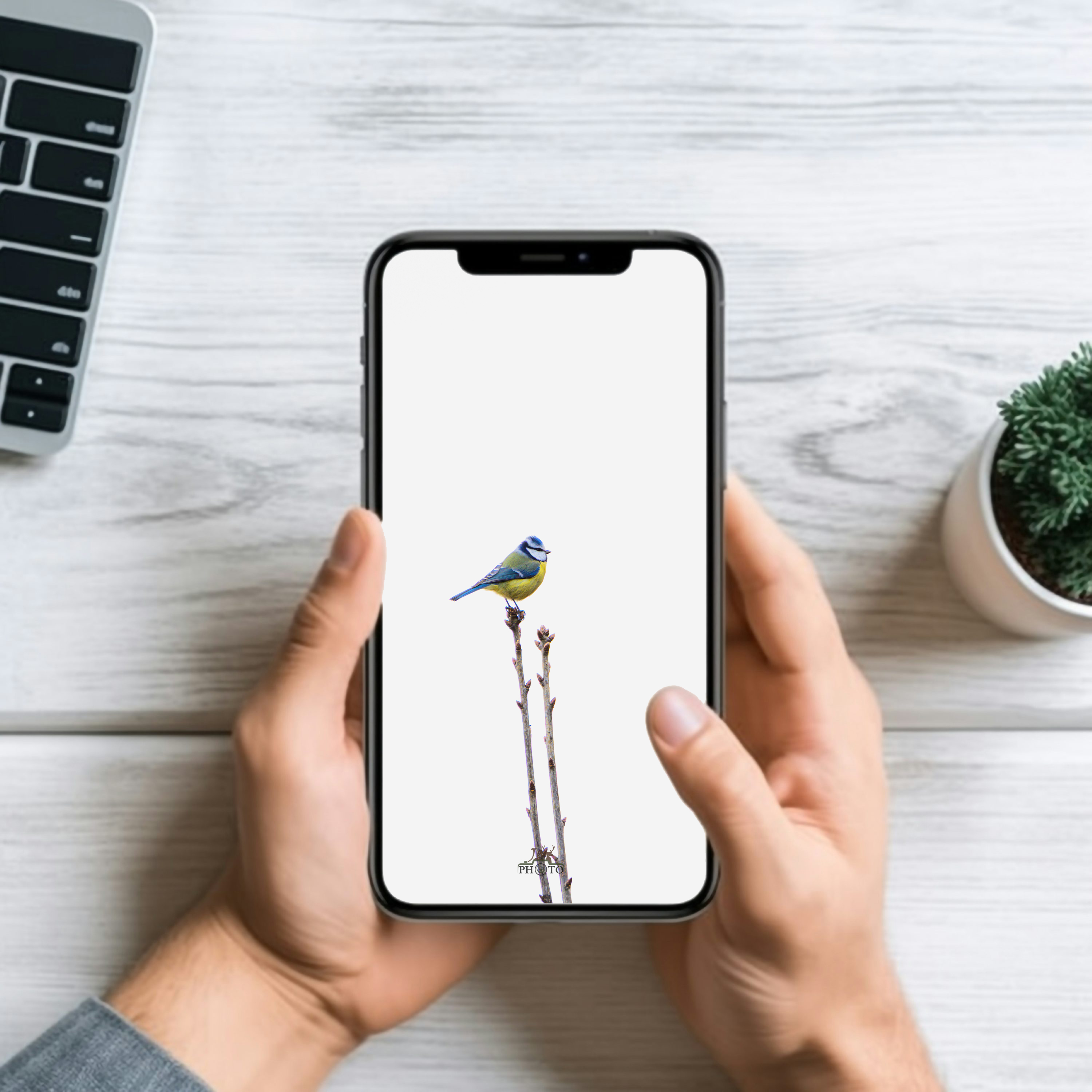 Le chant du monde à portée de main