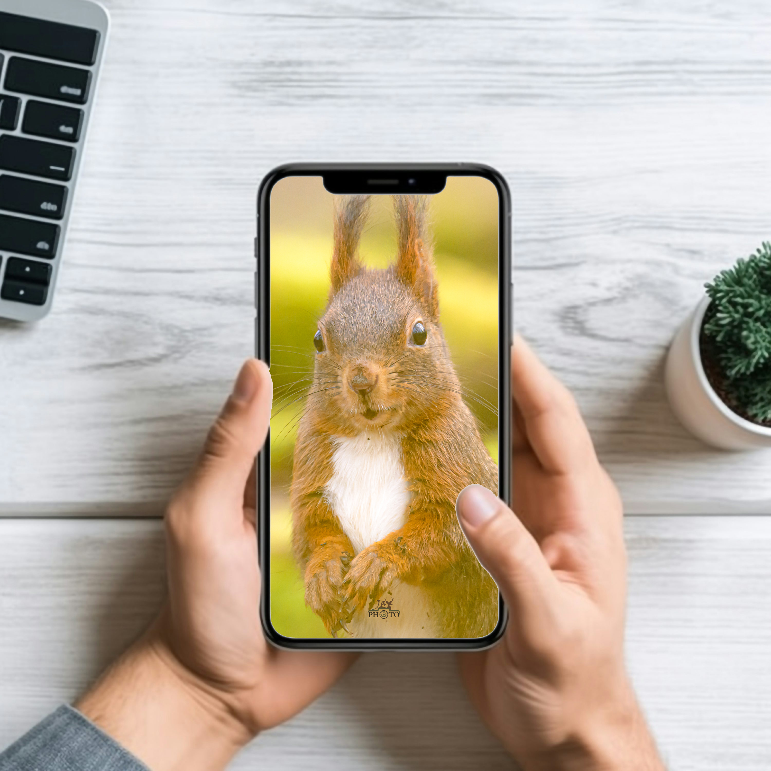 Le petit lutin des forêts