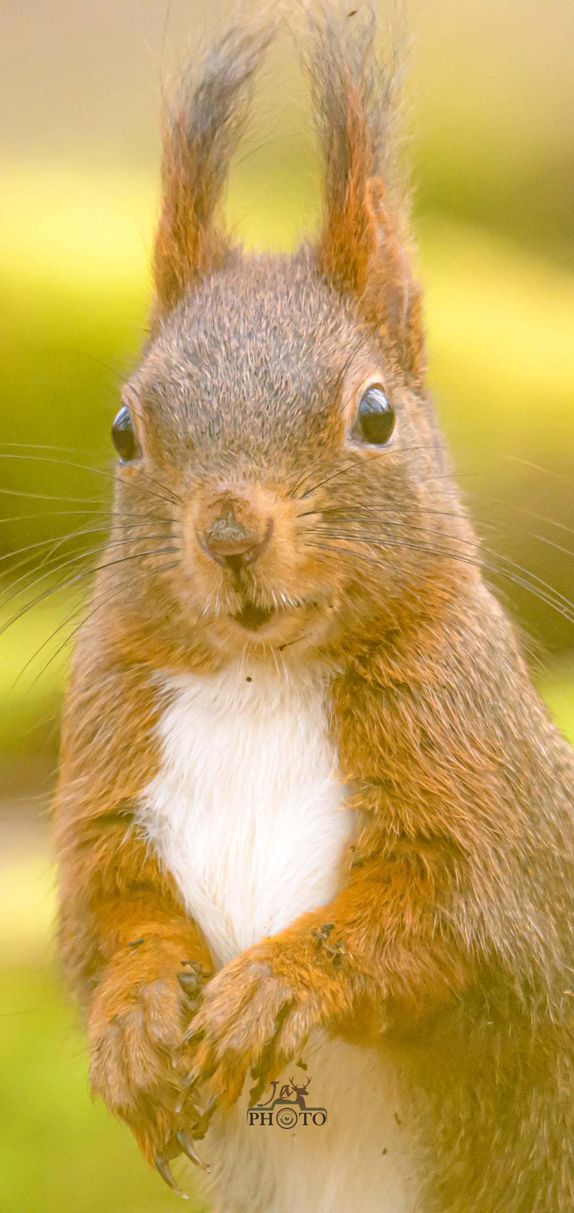 Le petit lutin des forêts