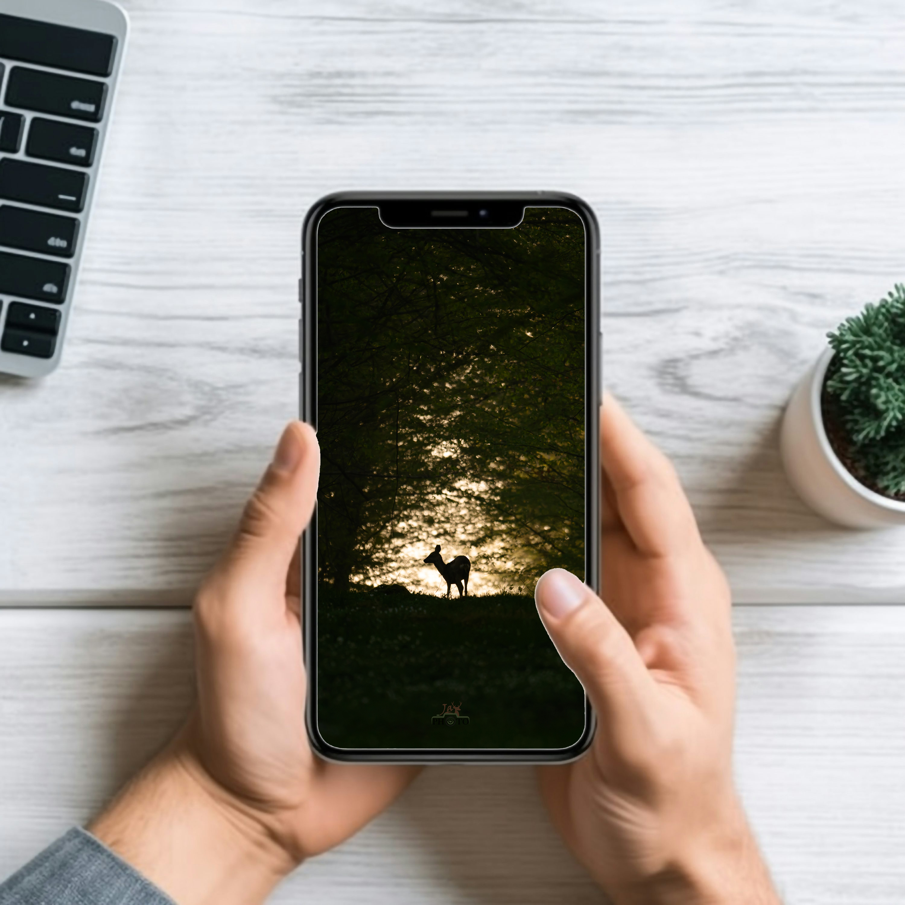 Au creux des bois, le sauvage...