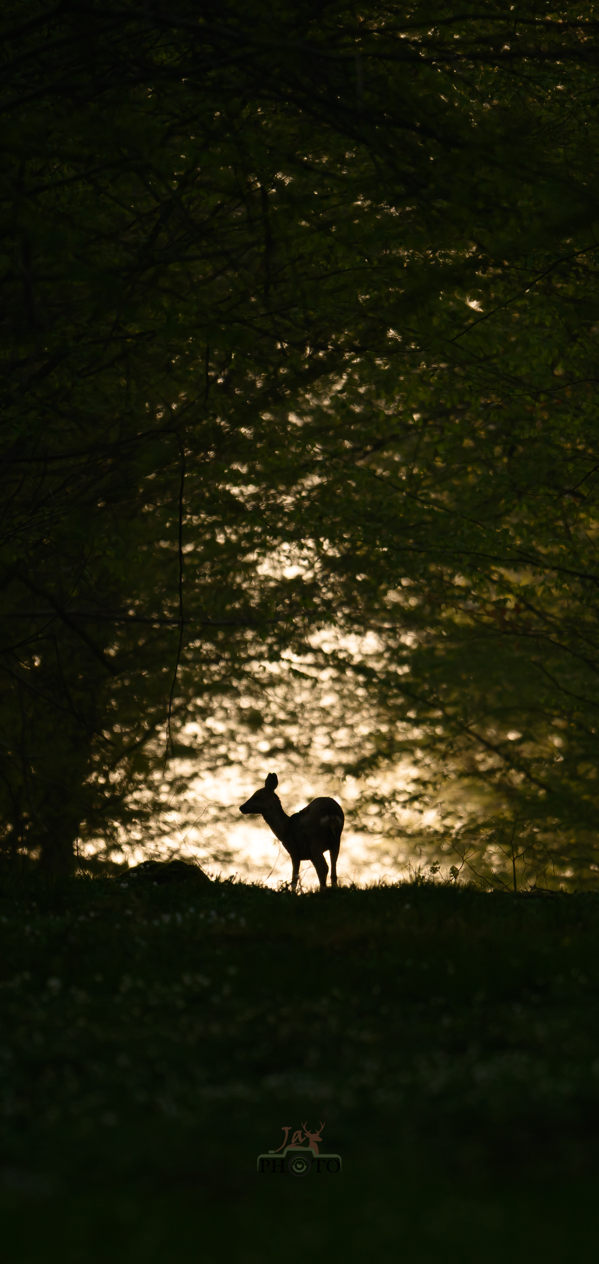 Au creux des bois, le sauvage...
