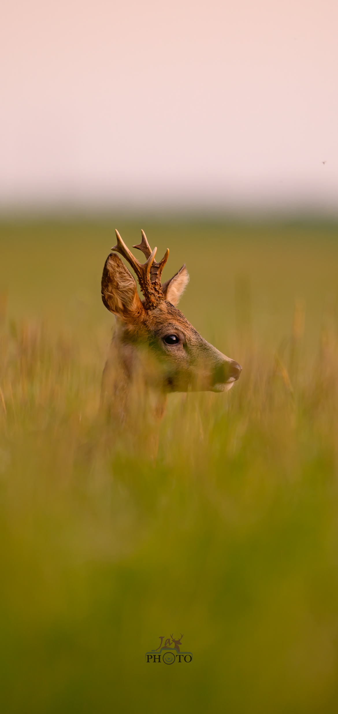 Dans les hautes herbes, la vie.