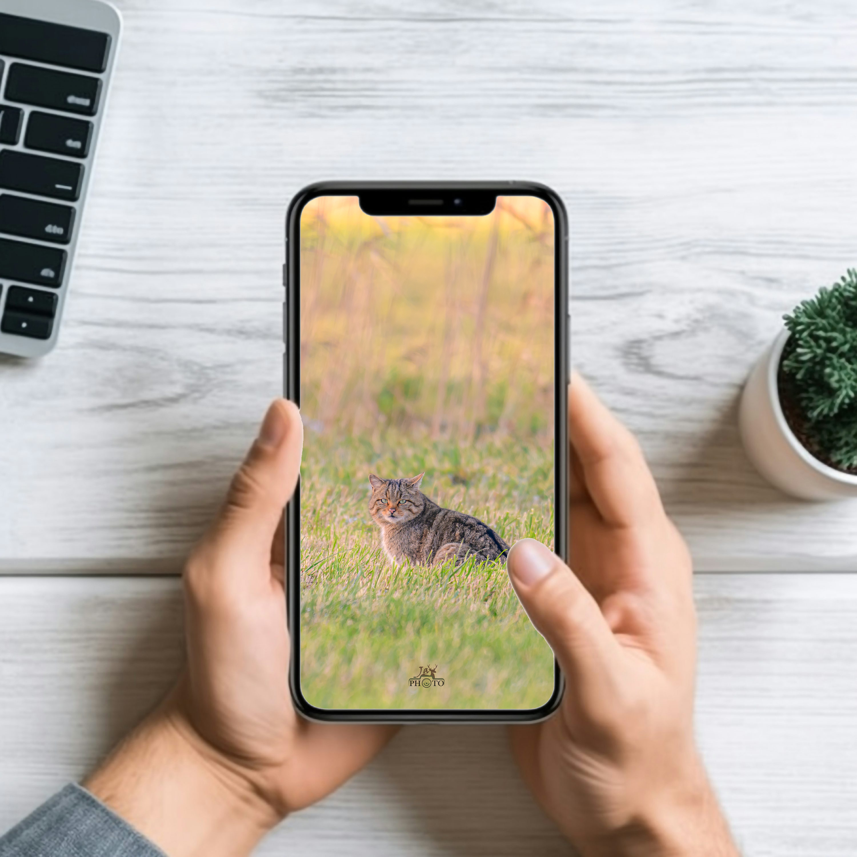 Le plus discret de nos félins