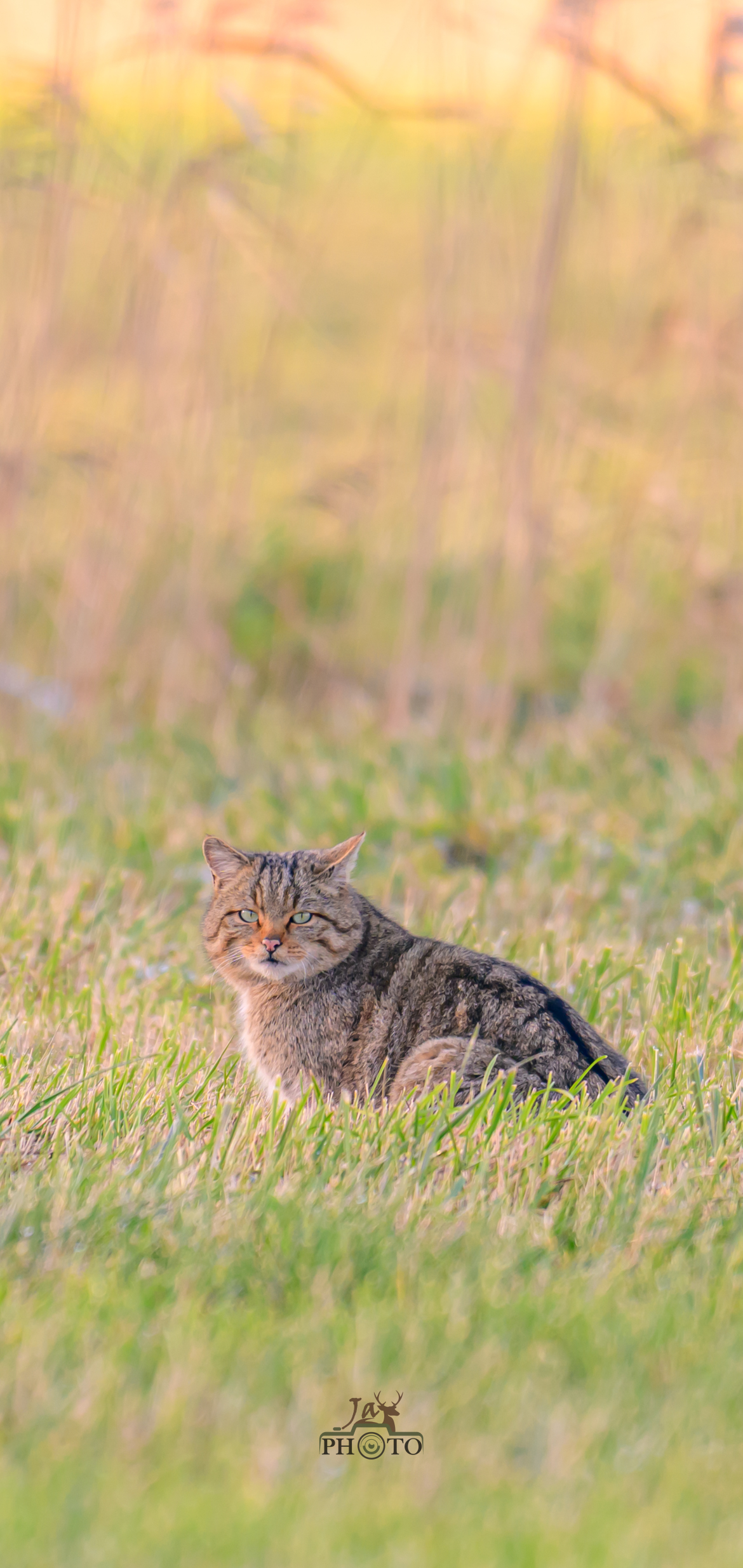 Le plus discret de nos félins