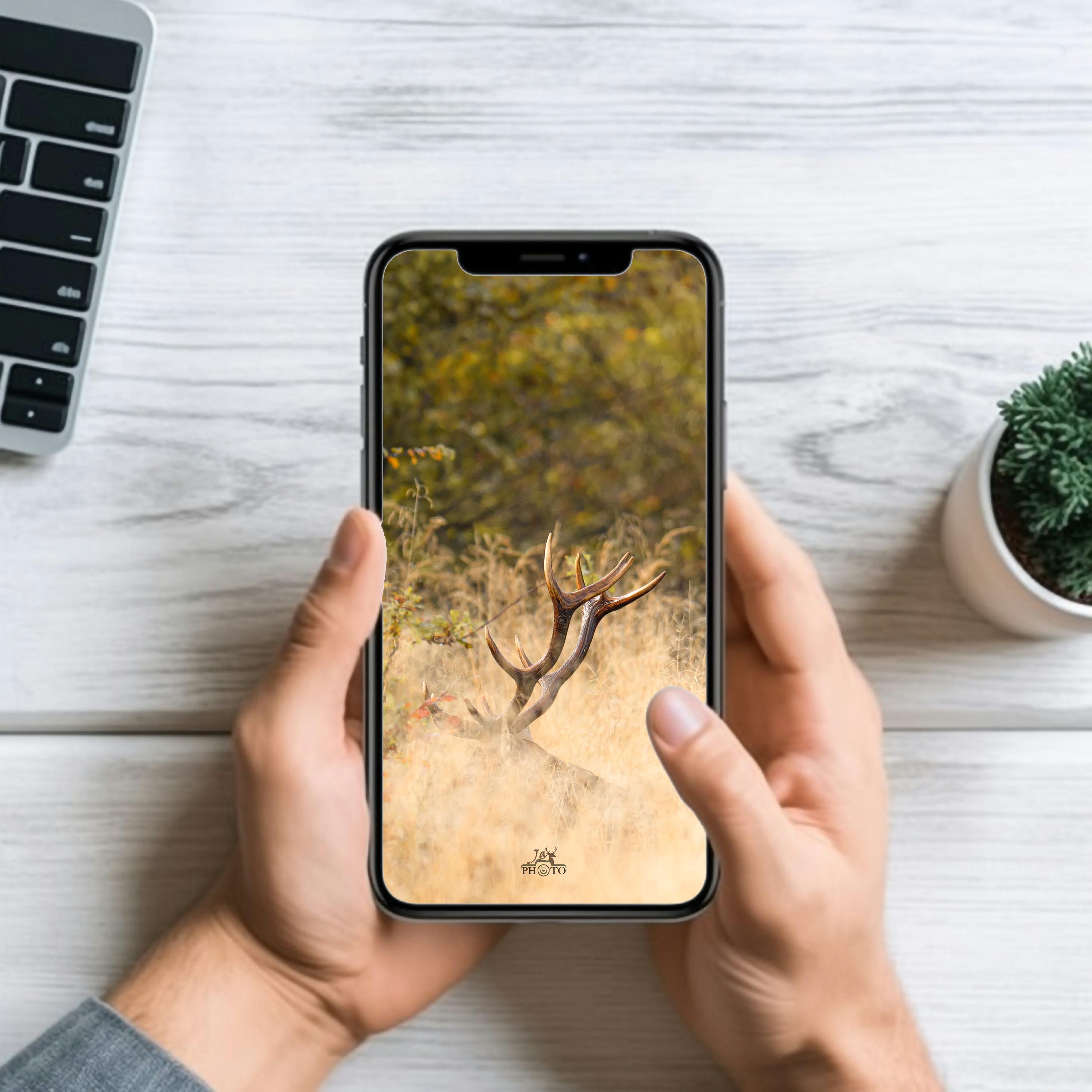 Une furtive apparition