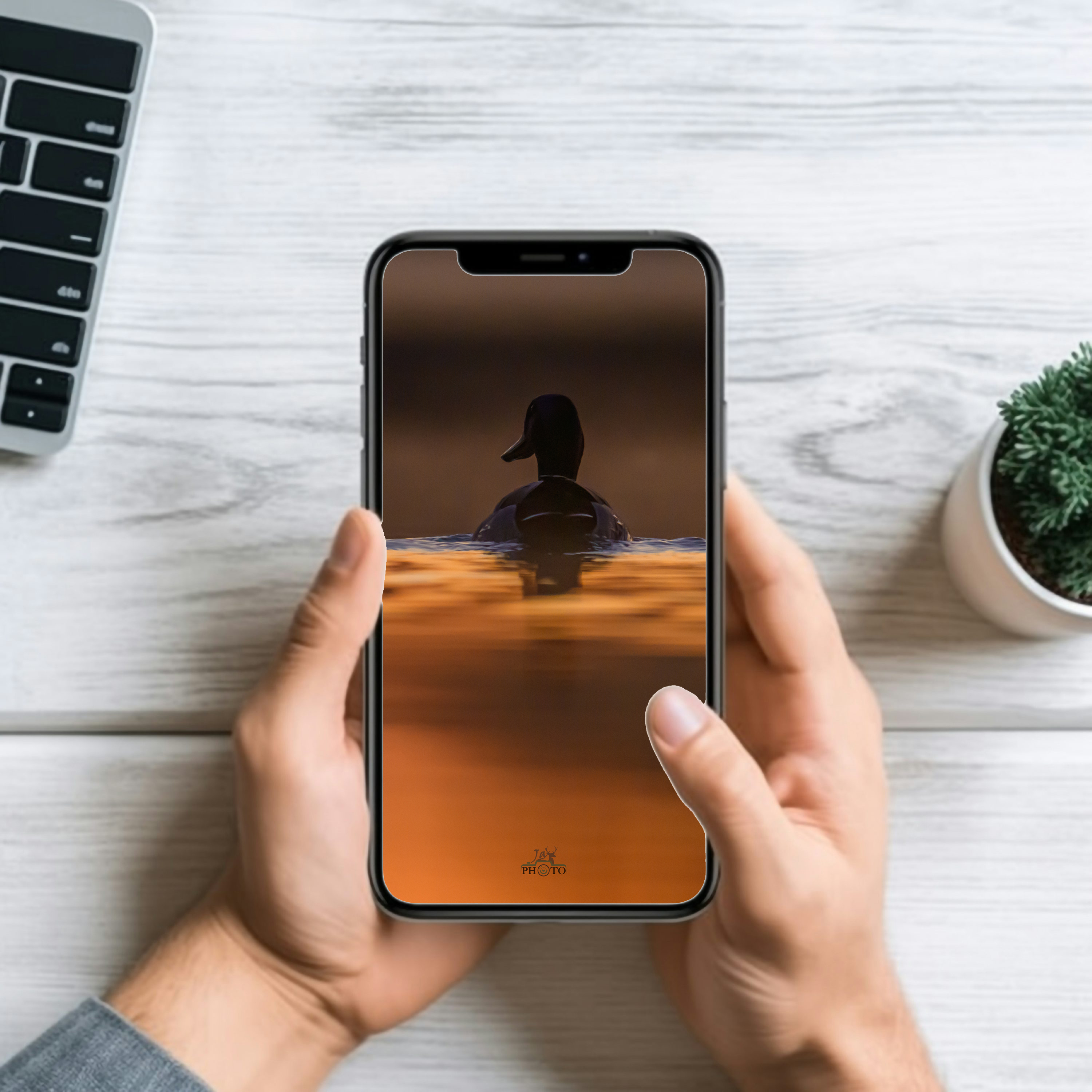 Dans l'or de nos étangs