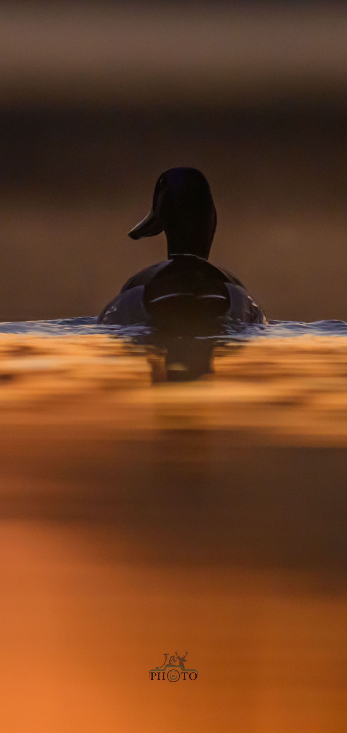 Dans l'or de nos étangs