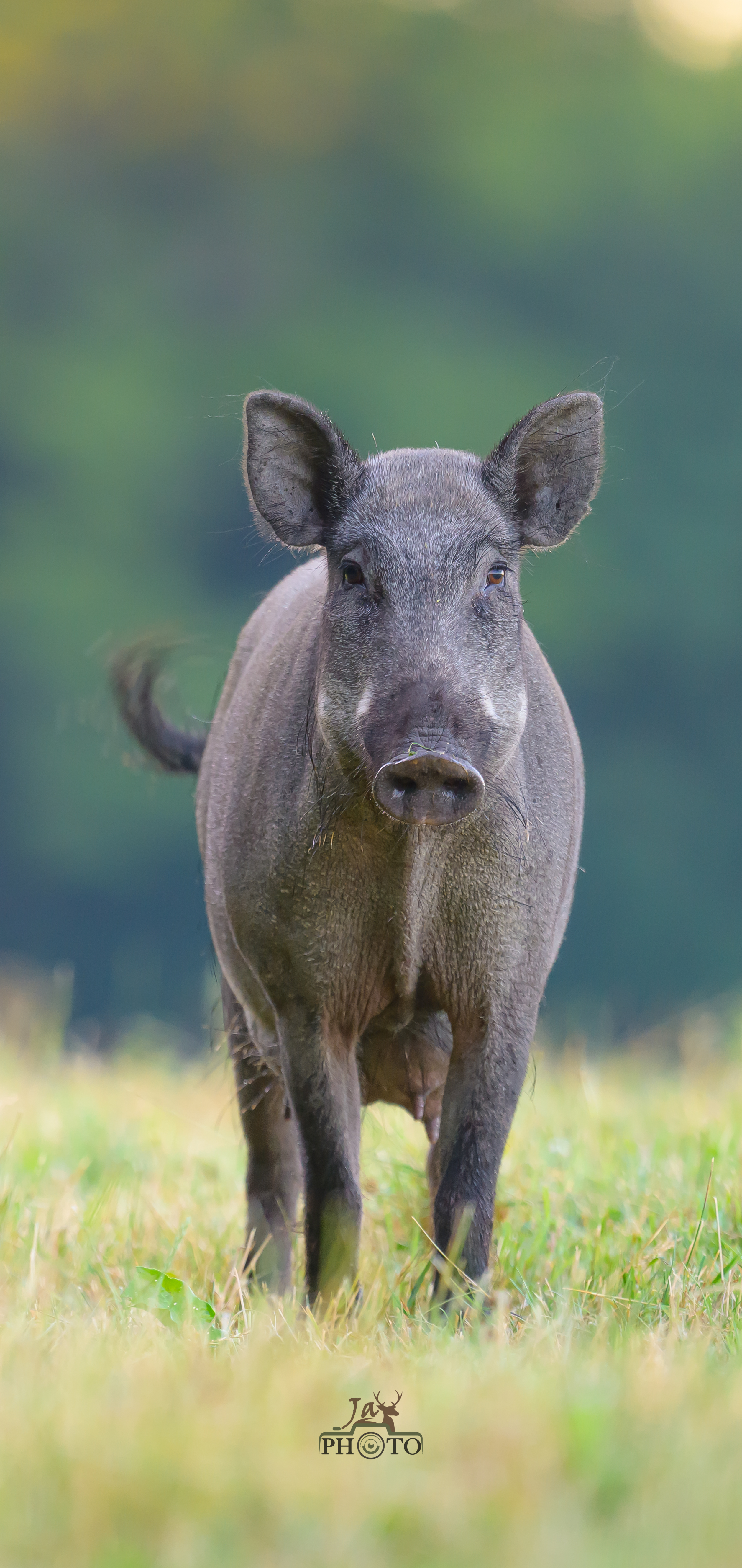 Proximité de la bête noire