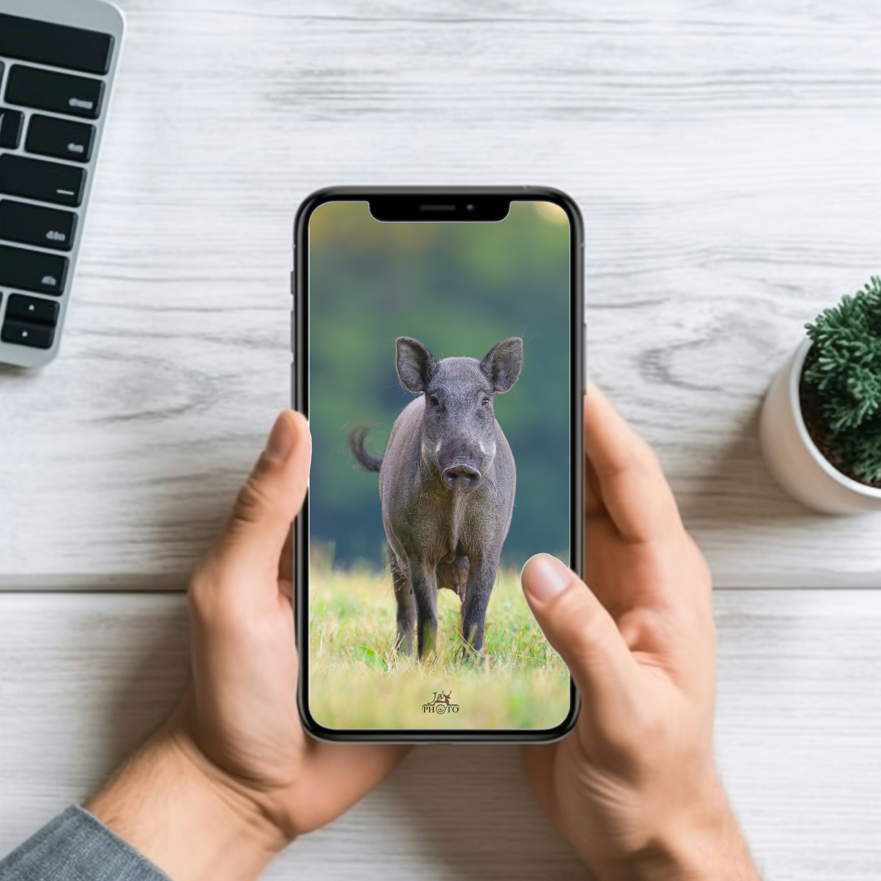 Proximité de la bête noire