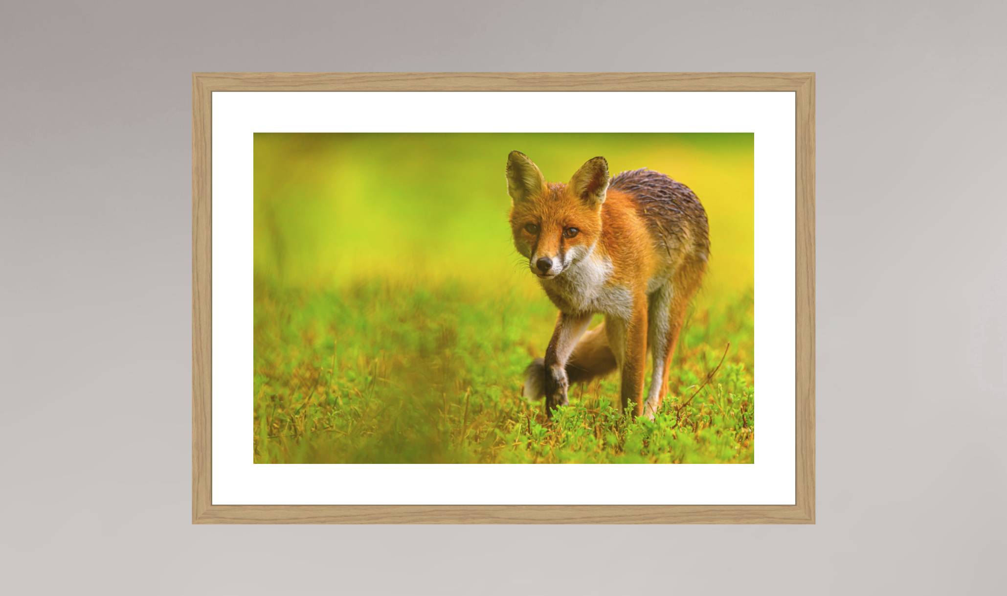 Délicatesse furtive