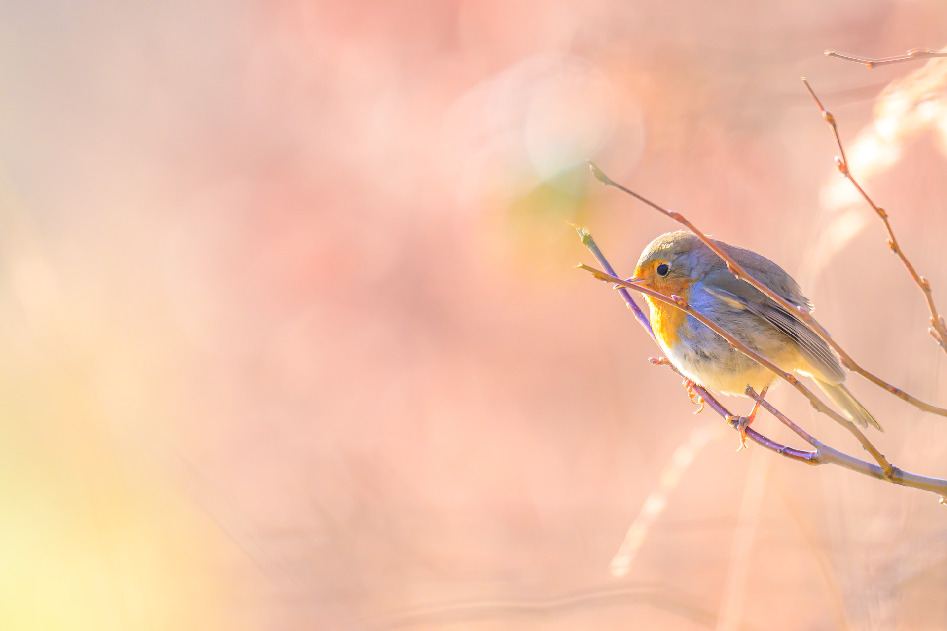 Carte classique – Tirage Soft Touch