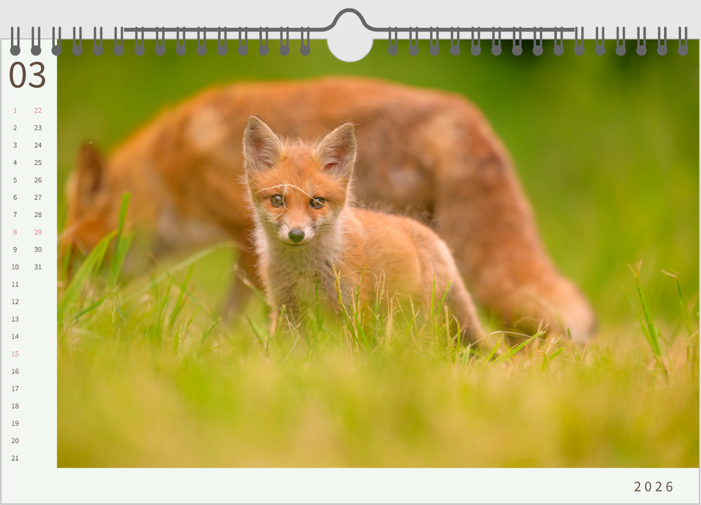 Calendrier 2026 — Édition spéciale Renardeaux