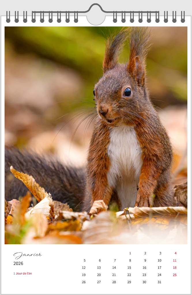 Calendrier Nature 2026 — Un regard dans les bois