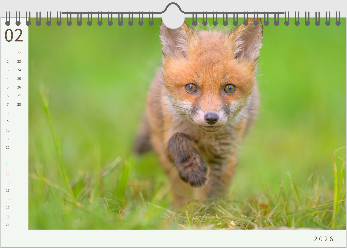 Calendrier 2026 — Édition spéciale Renardeaux