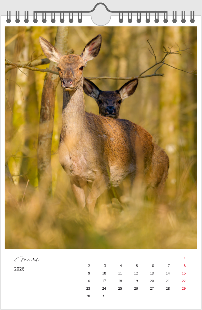 Calendrier Nature 2026 — Un regard dans les bois