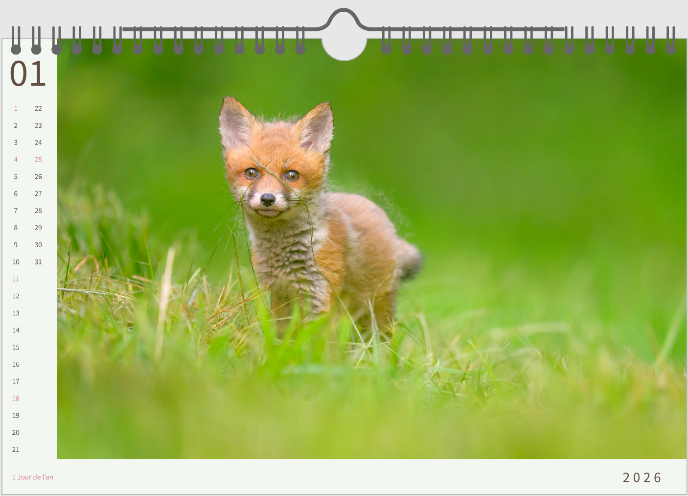Calendrier 2026 — Édition spéciale Renardeaux