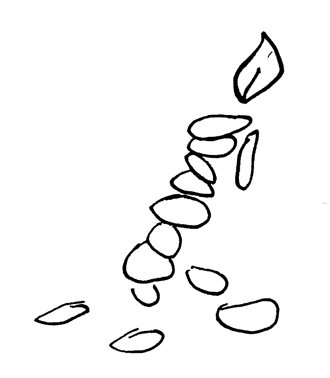 žvakė