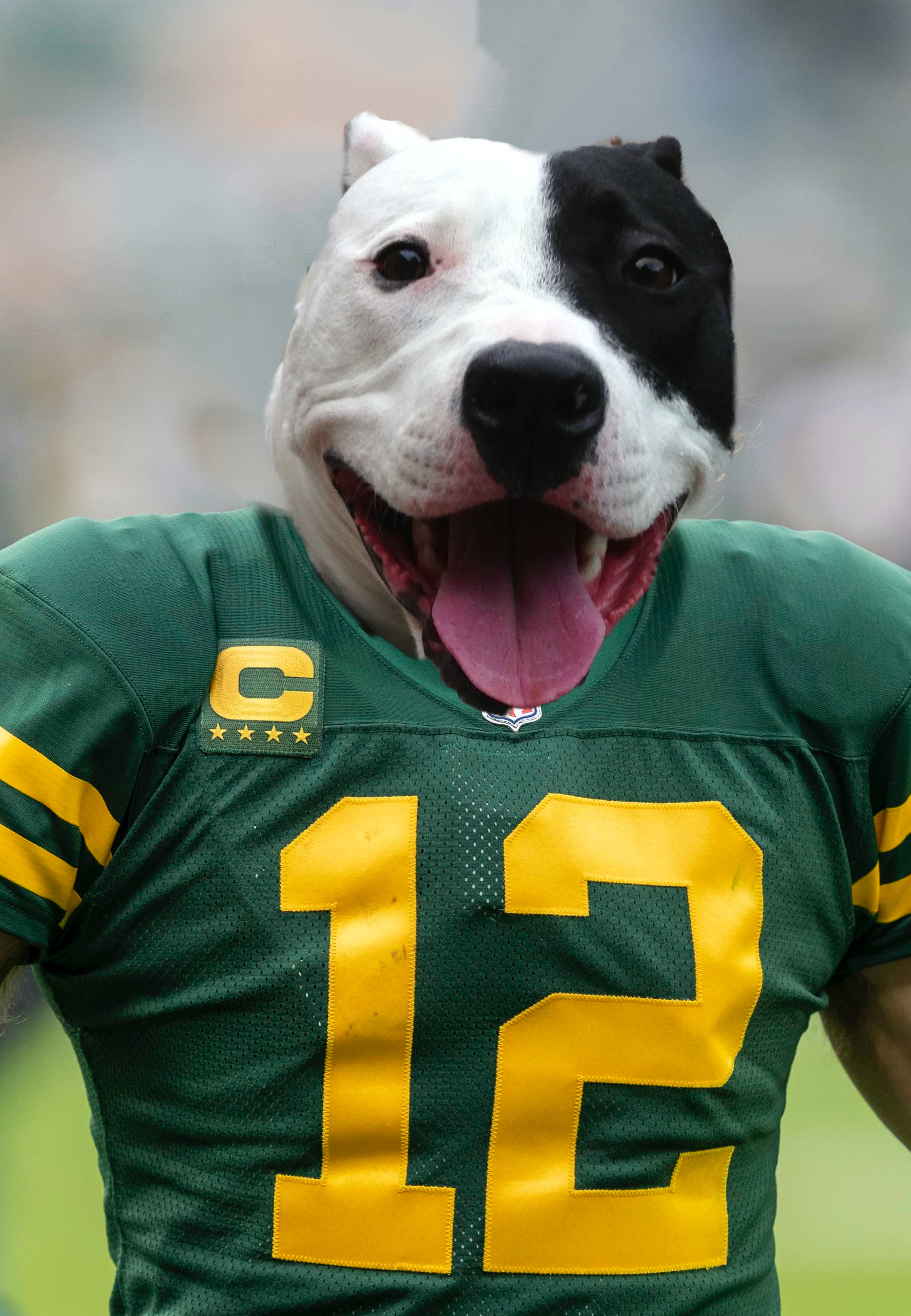 Sports Pet