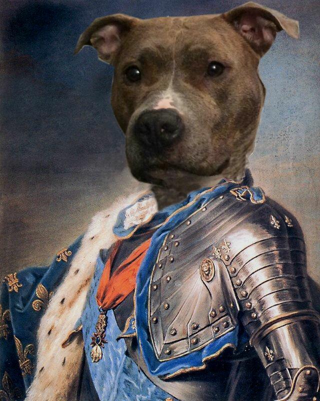 Pet Knight