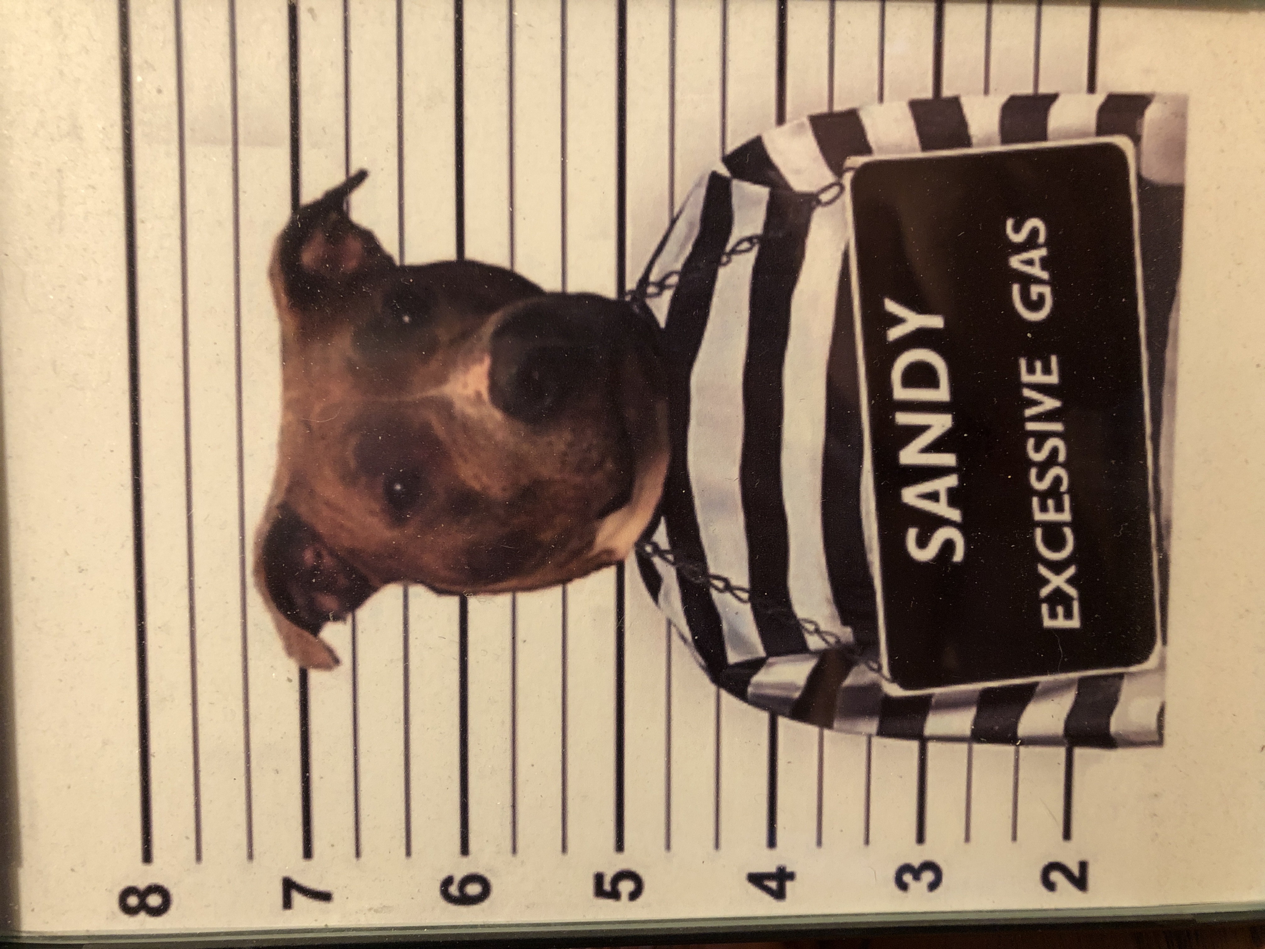 Pet Mugshot