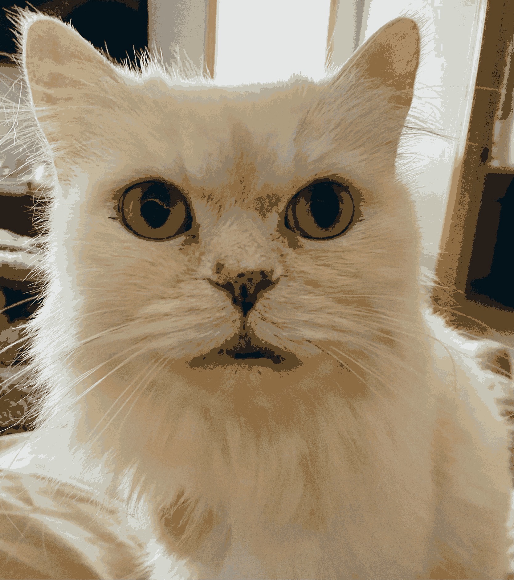 Sports Pet