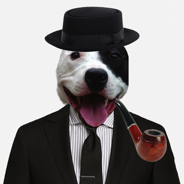 Pet in suit