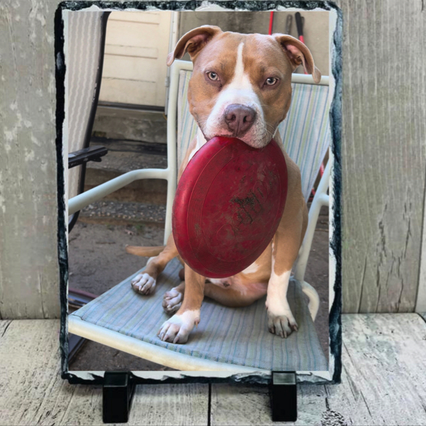 Pet picture on solid slate
