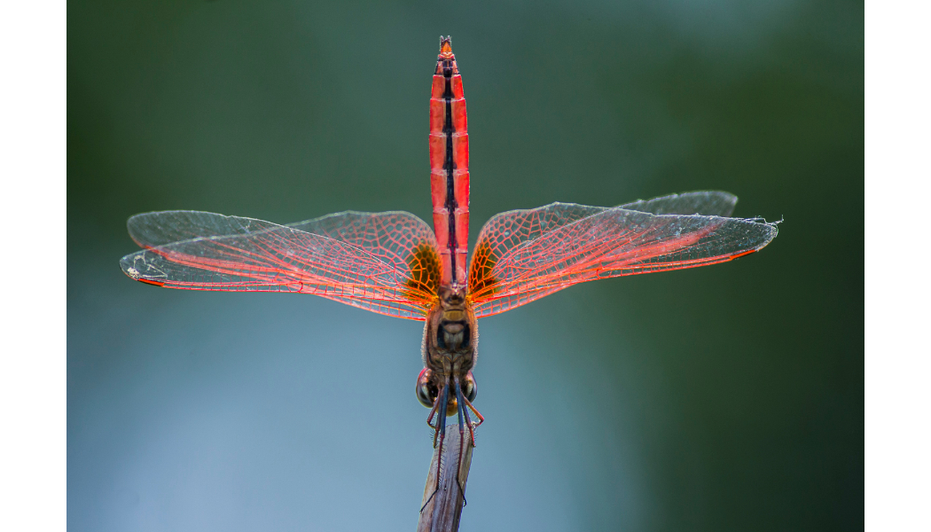 Soin de la médecine Libellule