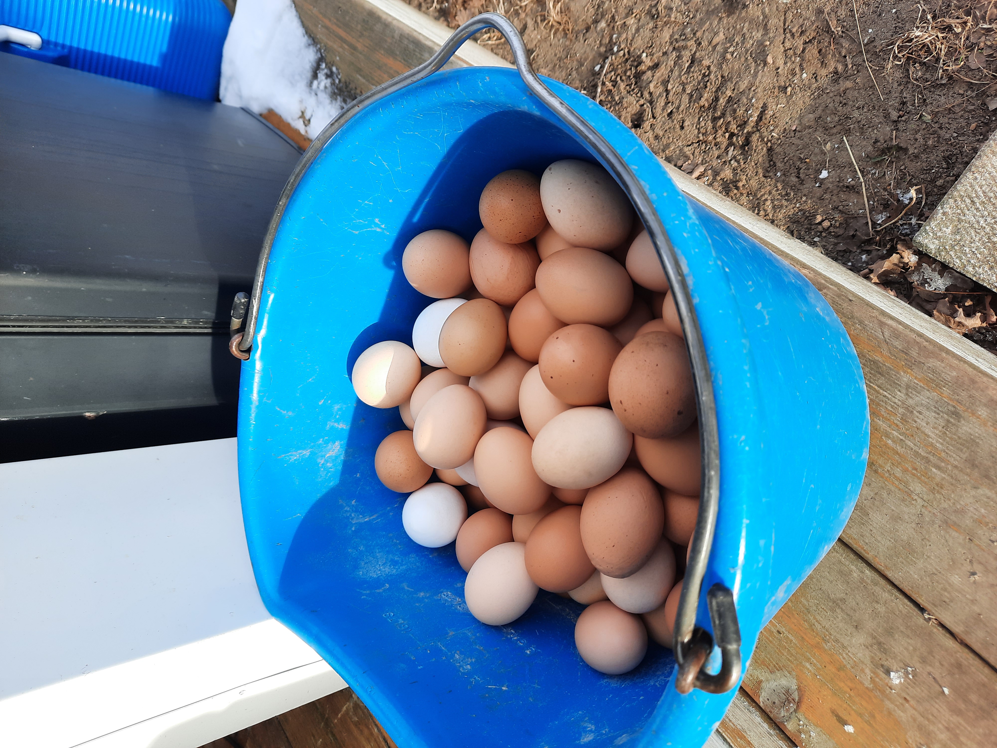 Eggs
