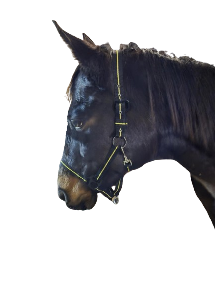 Kantaras geltona/juoda