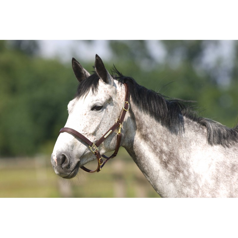 Odinis juodas kantaras 