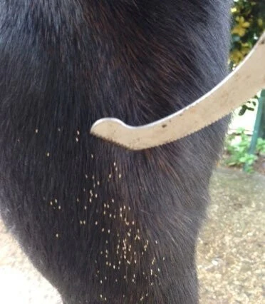 Peilis musių  kiaušinėliams šalinti