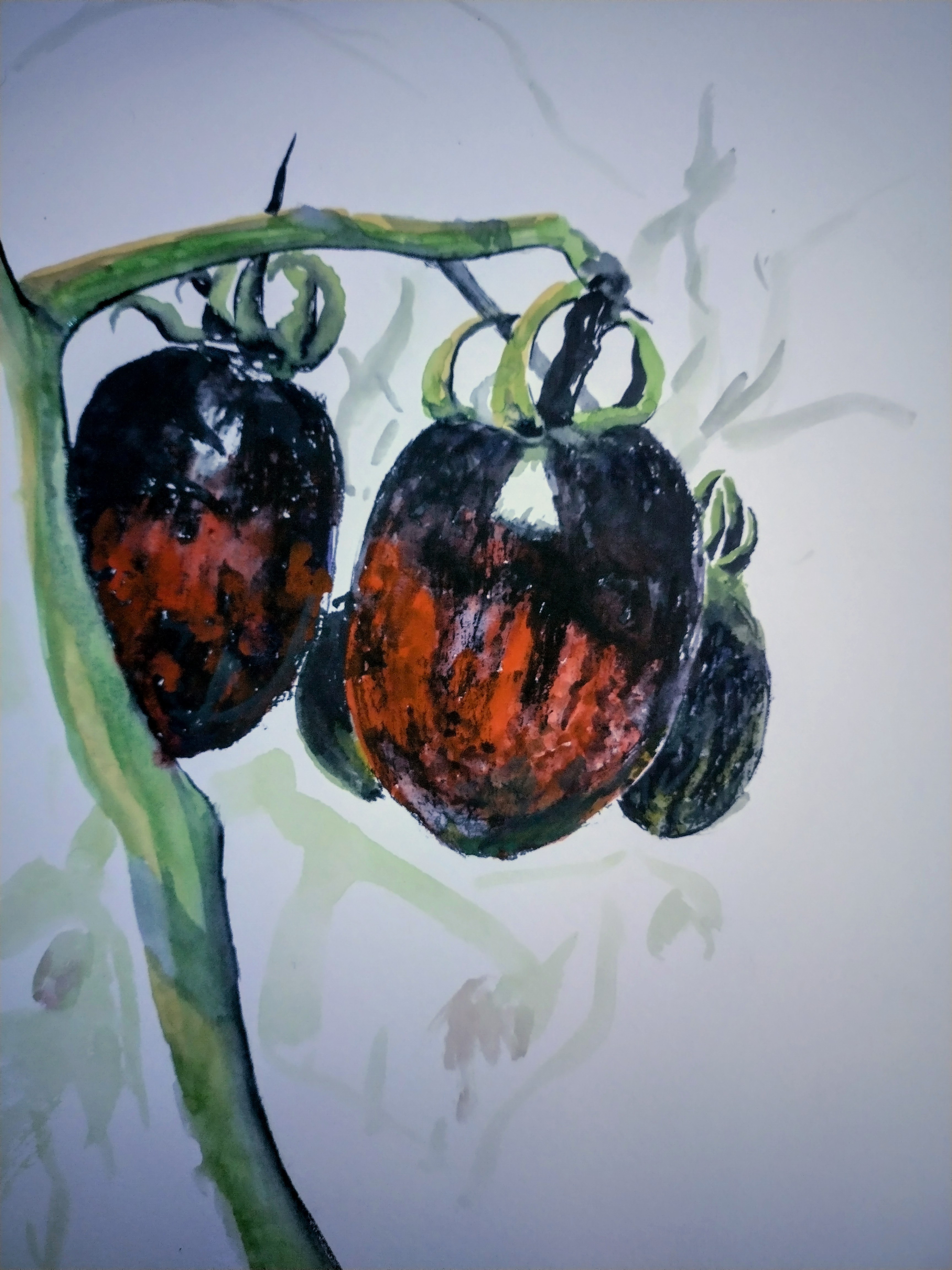 Black Tomatoes 