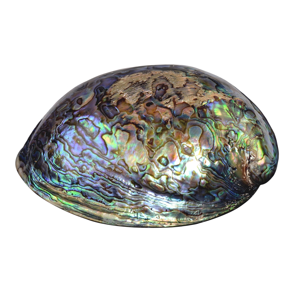 Paua (Haliotis Iris) kriauklė, 13cm