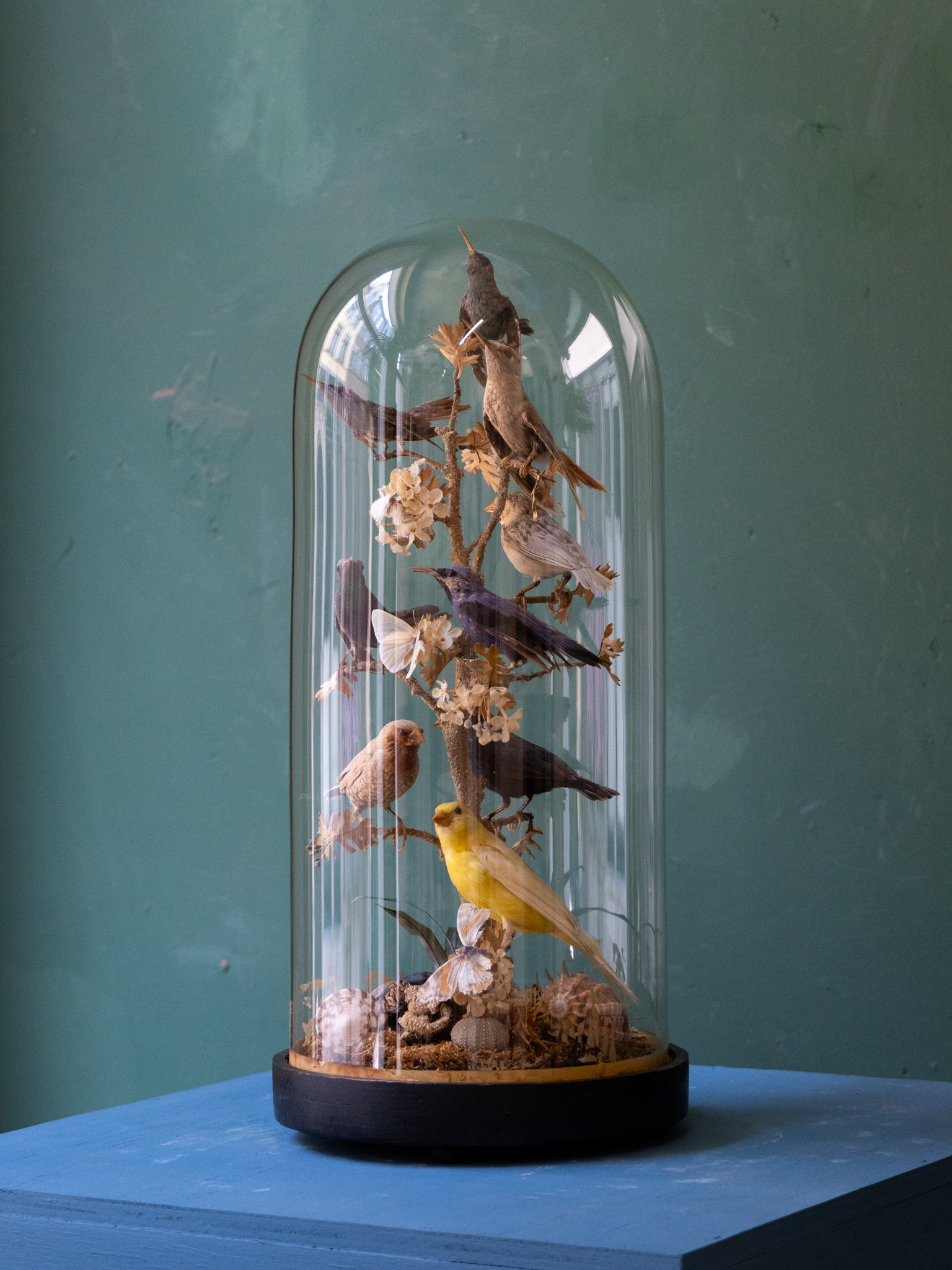 Victorian Bird Taxidermy Display