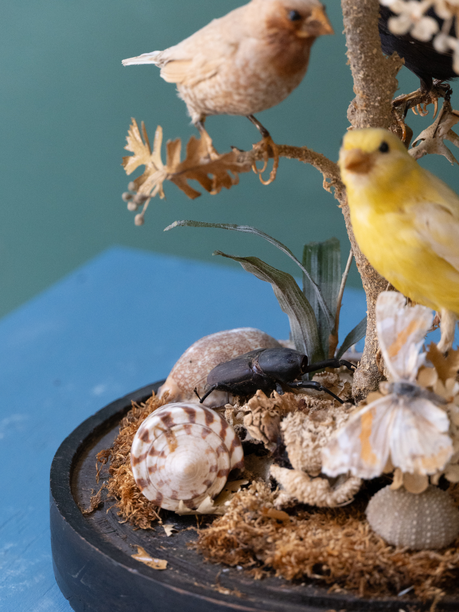 Victorian Bird Taxidermy Display