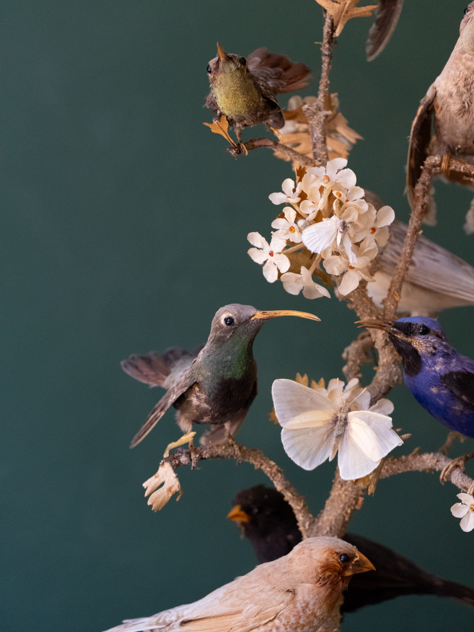 Victorian Bird Taxidermy Display