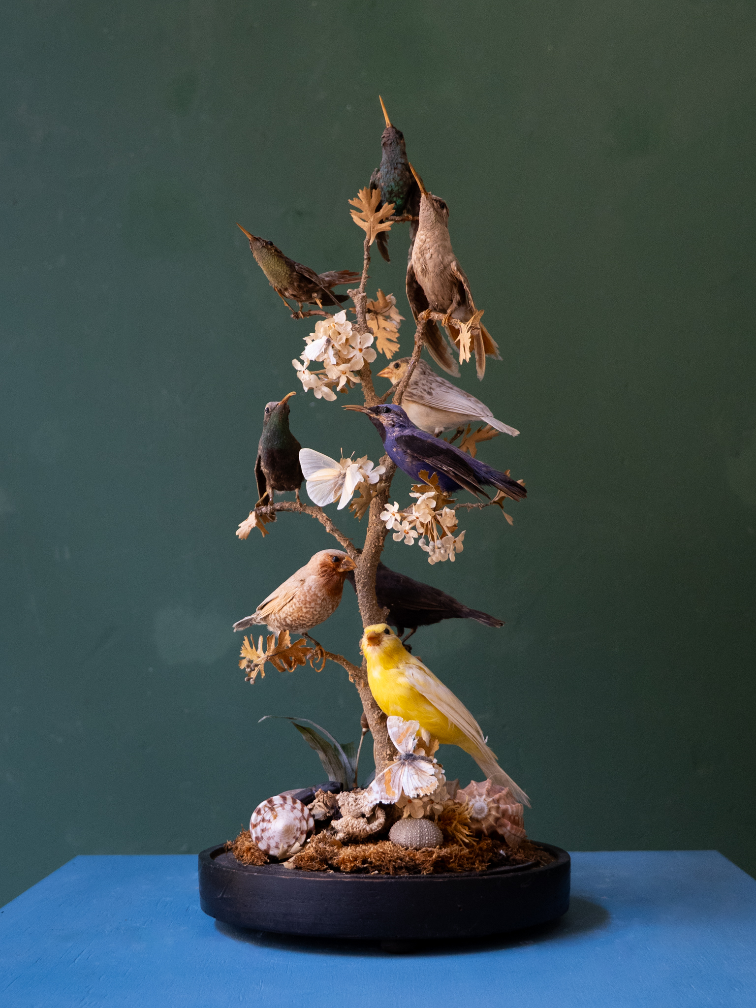 Victorian Bird Taxidermy Display