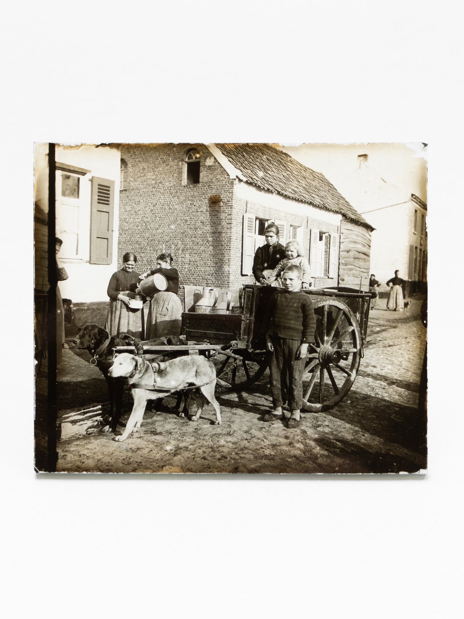 Dog Cart Photo