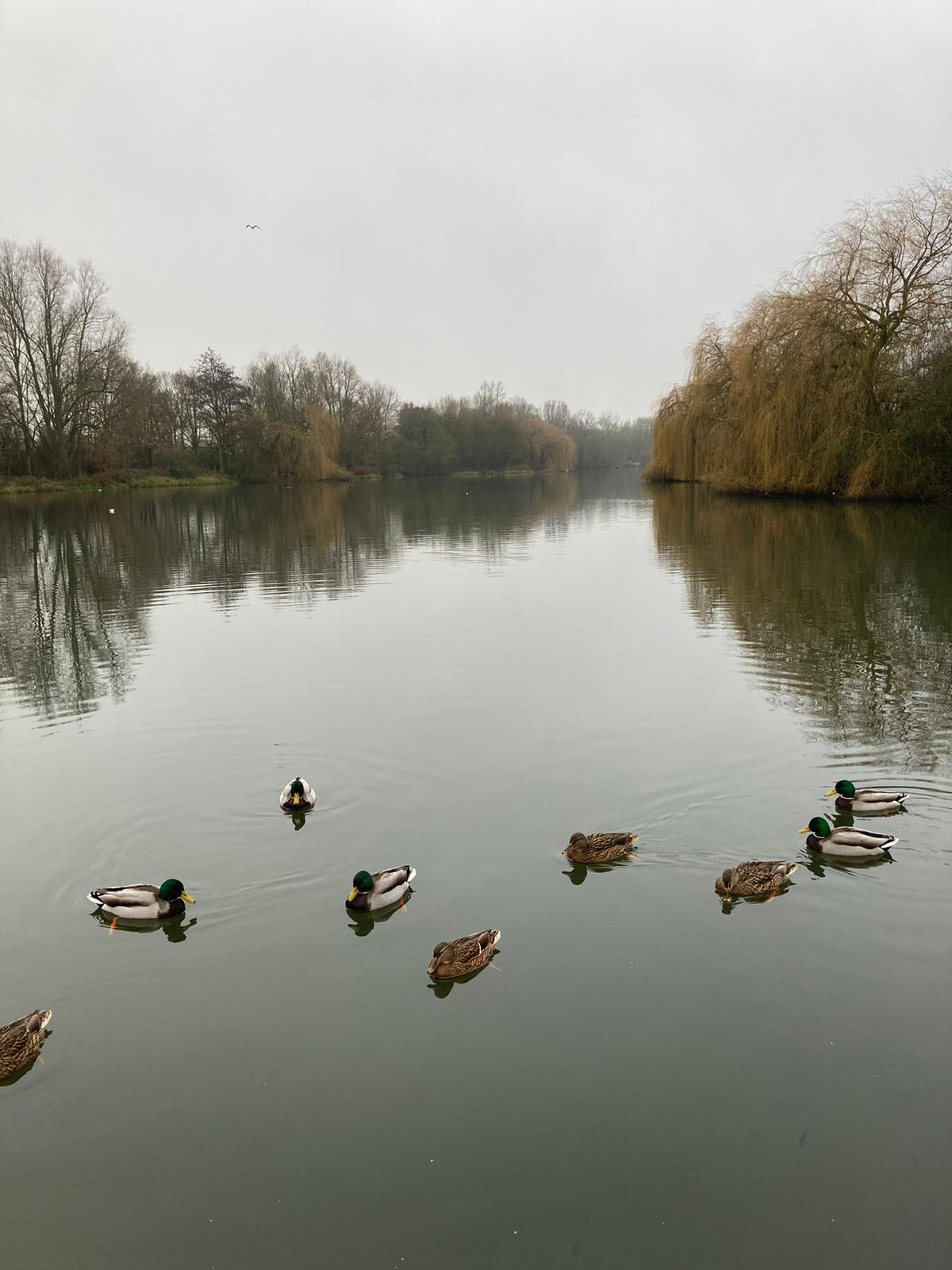 Beginner Online Group Classes