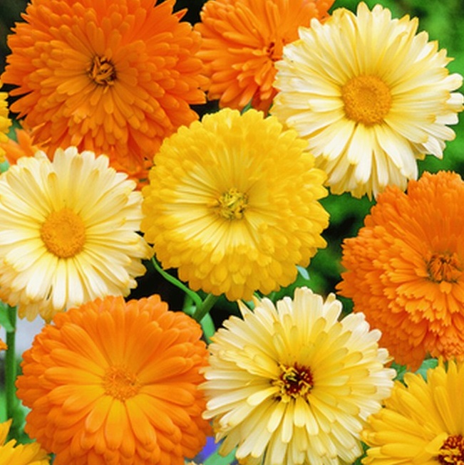 Semillas Caléndula Doble Variada Sobre 8g