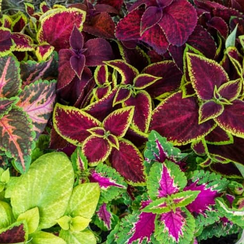 Semillas Cretona (Coleus Arcoíris) Variado Sobre 0.4g