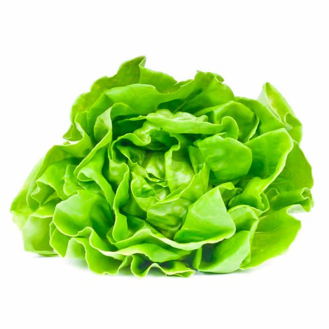 Semillas Lechuga Mantecosa Sobre 4g