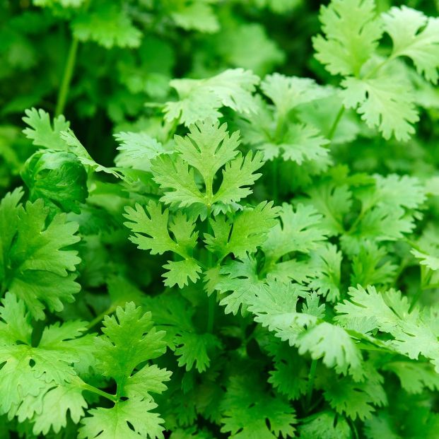 Semillas Cilantro Sobre 5g
