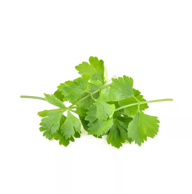 Semillas Cilantro Sobre 5g