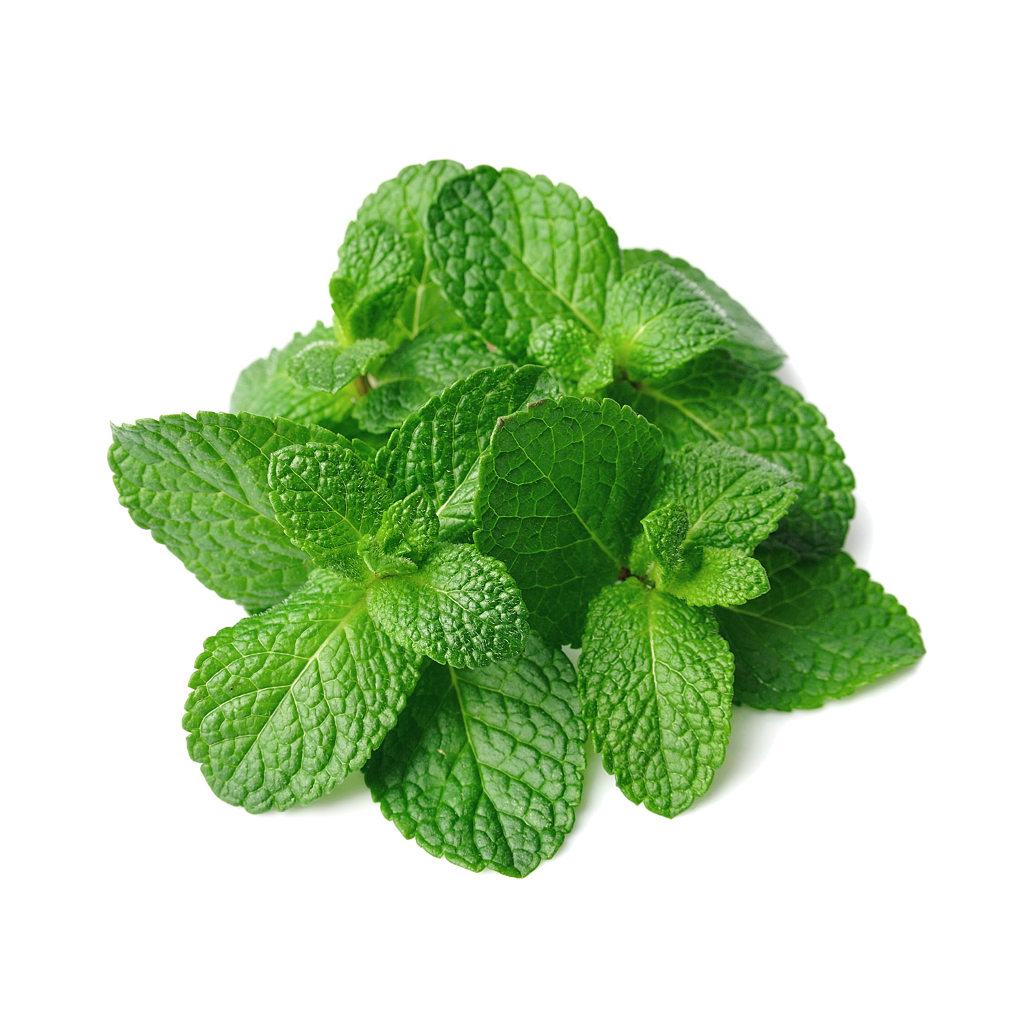 Semillas Menta Sobre 1g