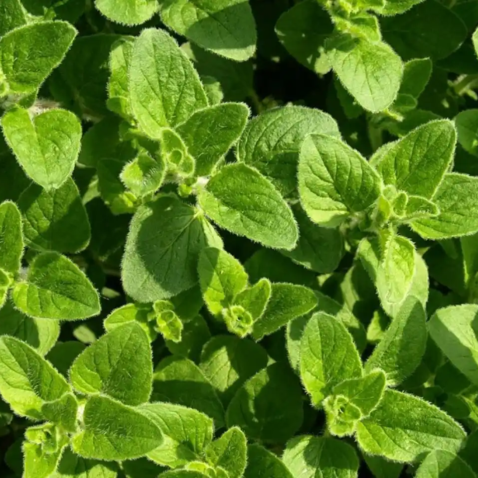 Semillas Orégano Sobre 1g